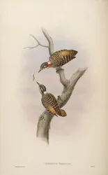 Iyngipicus temmincki = Dendrocopos temminckii[2]